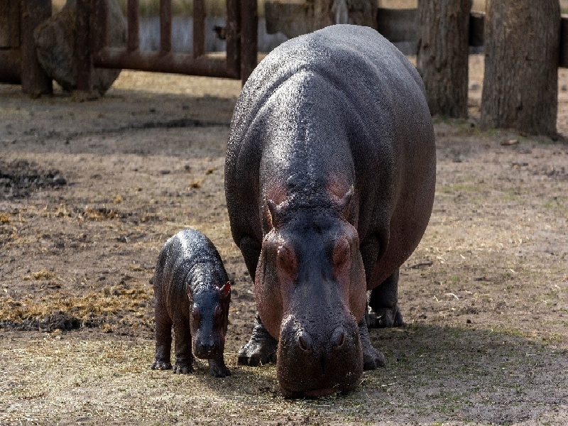 第十二次产检（37周）